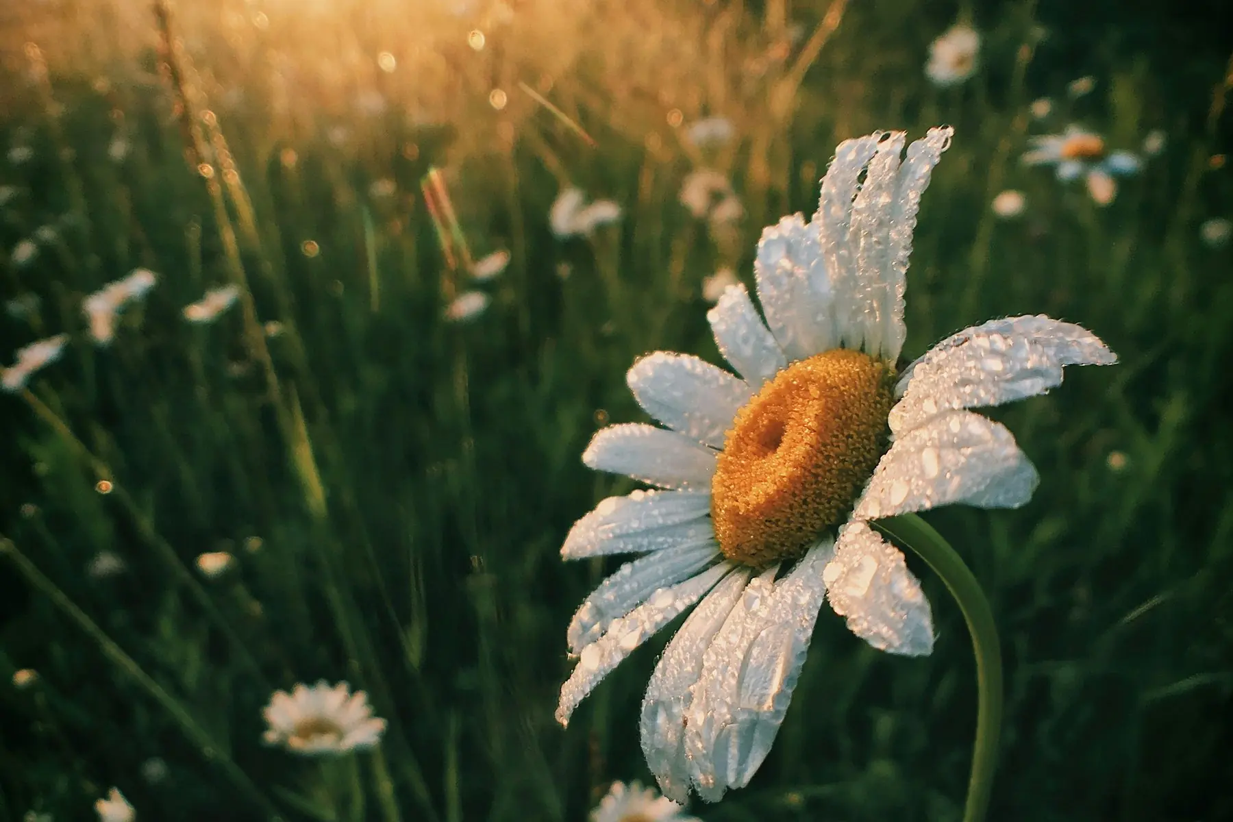 Dew caught on a flower at first light
